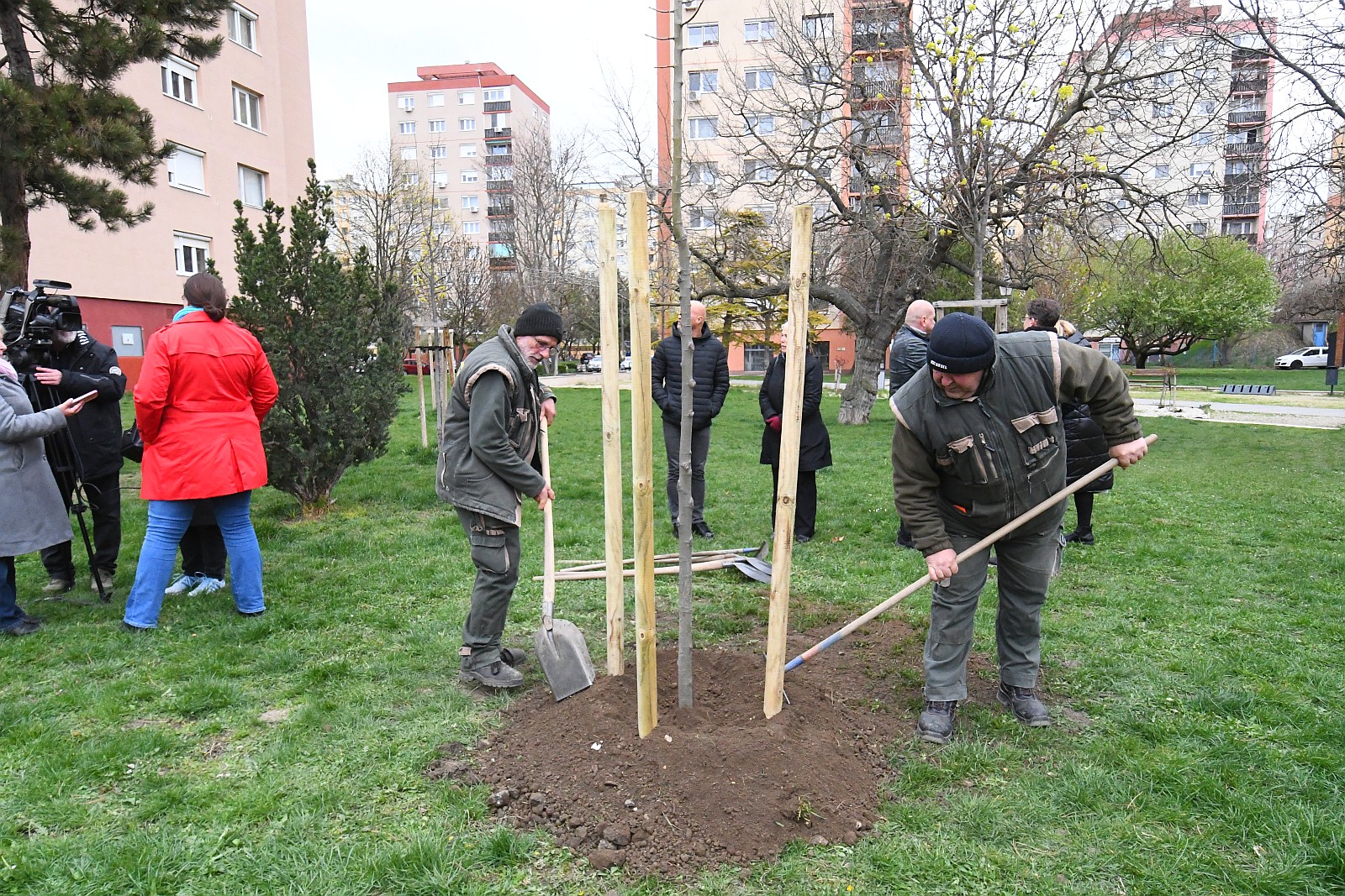 Így ültették el idén a Születés fáját a Jávor Ottó téren